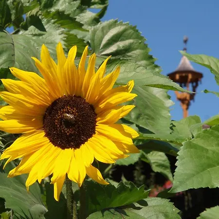 Gospodarstwo agroturystyczne Moarbauer *