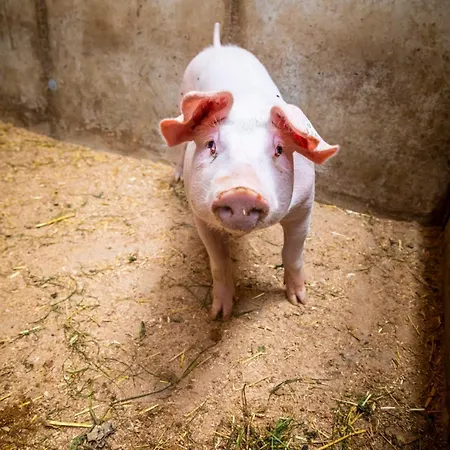 Gospodarstwo agroturystyczne Moarbauer *